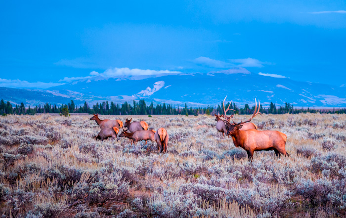 Idaho Falls ID to Jackson WY Elk Refugee