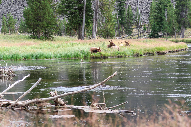 Wild Animals such as Elk in Yellowstone National Park 