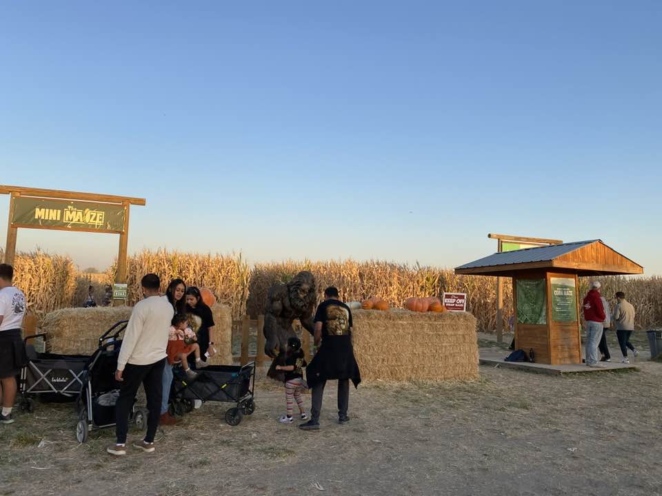 Fall in Idaho - Corn Maze